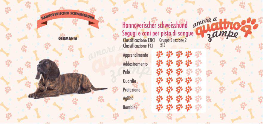 Hannoverischer schweisshund scheda razza