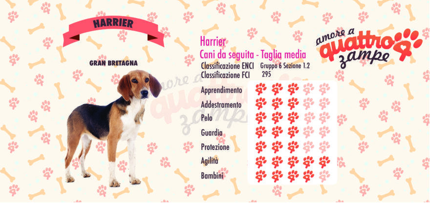 Harrier scheda razza