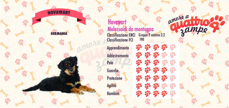 Hovawart scheda razza