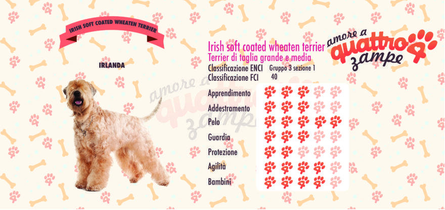 Irish soft coated wheaten terrier scheda razza