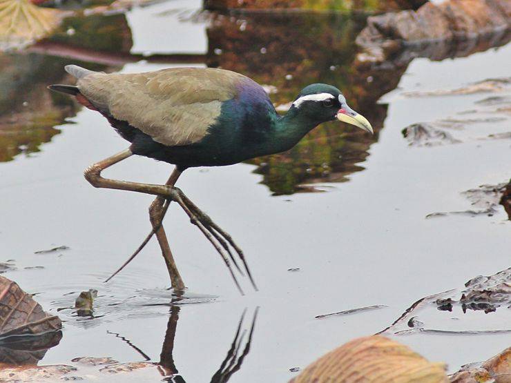 jacana alibronzate