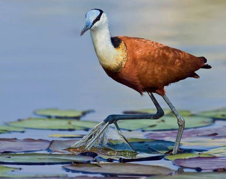 jacana pinterest