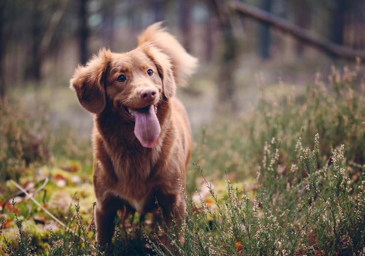 Antiparassitario sul cane