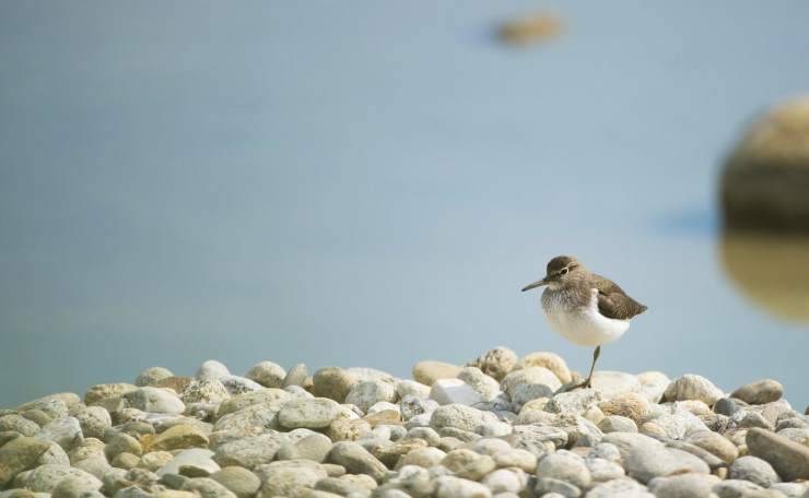 Un piccolo di fratino in spiaggia (Foto Pixabay)