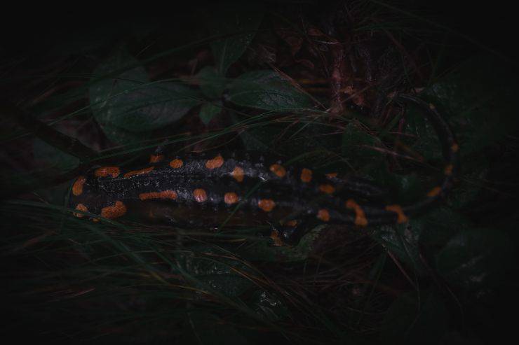 Curiosità sulla salamandra