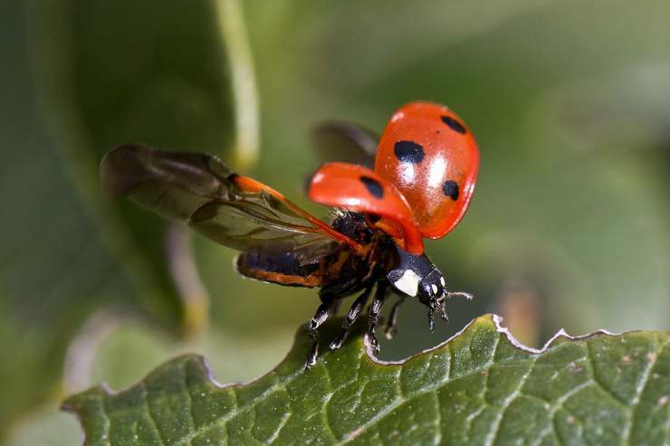 Coccinella in volo (Foto Pixabay)