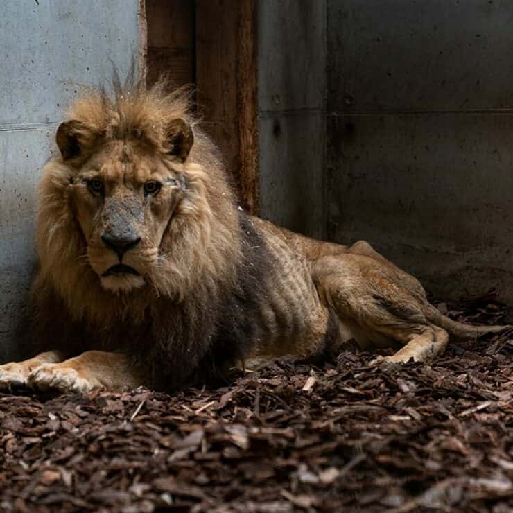 Leone del circo Francese