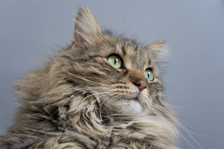 Adottare un Maine Coon