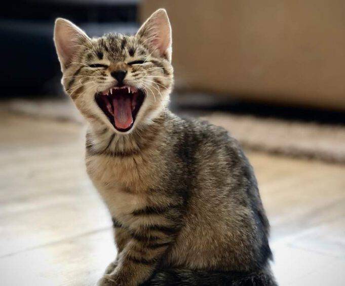 Quando Il Gatto Ti Guarda E Miagola