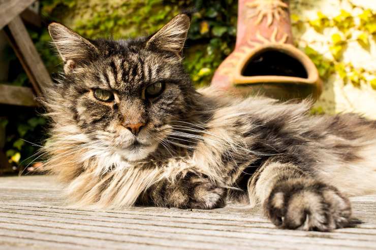 maine coon