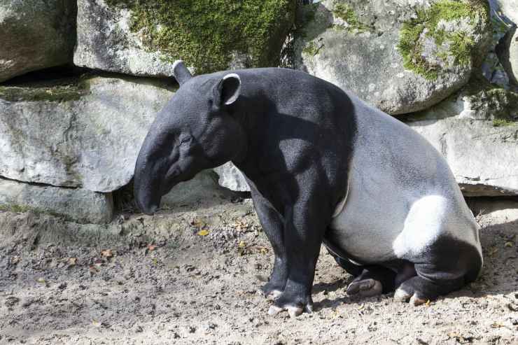 Tapiro dalla gualdrappa