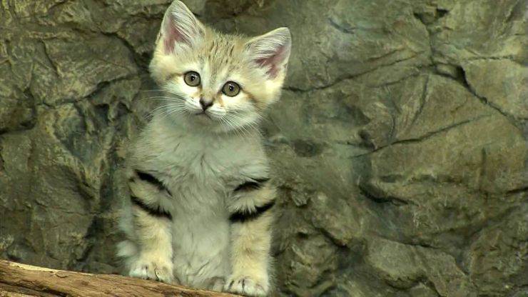 Gatti sabbia deserto