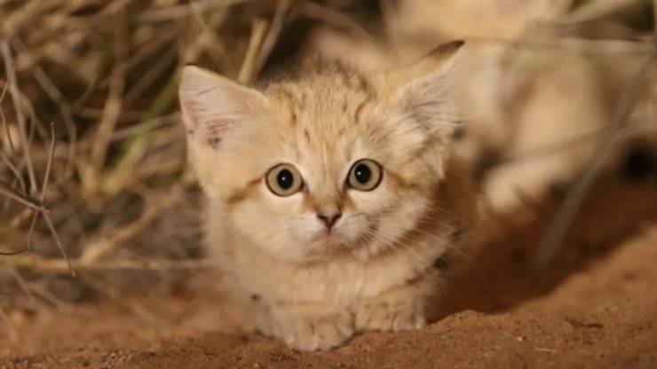 Gatti sabbia deserto