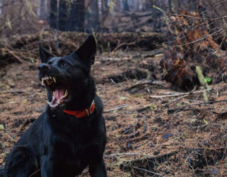 Cane è aggressivo quando mangia