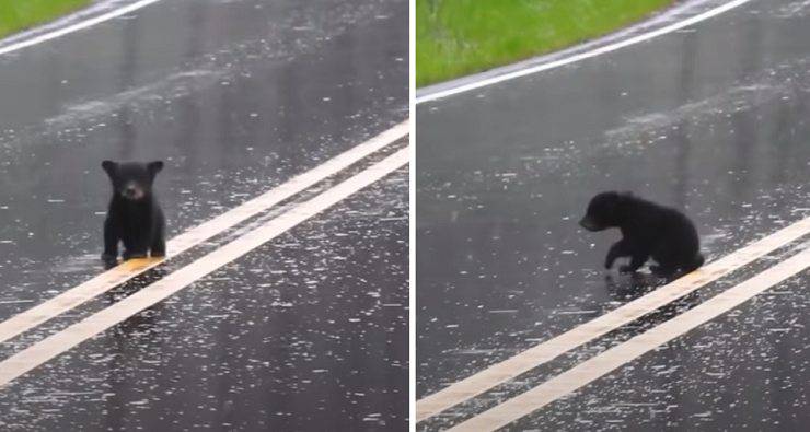 mamma orsa difende cuccioli