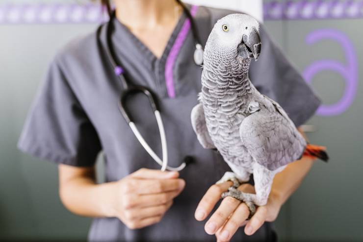 pappagallo veterinario