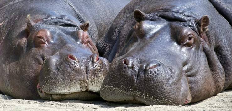 L'ippopotamo è pericoloso