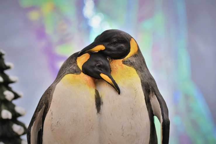 Due pinguini uniti tra di loro (Foto Pixabay)