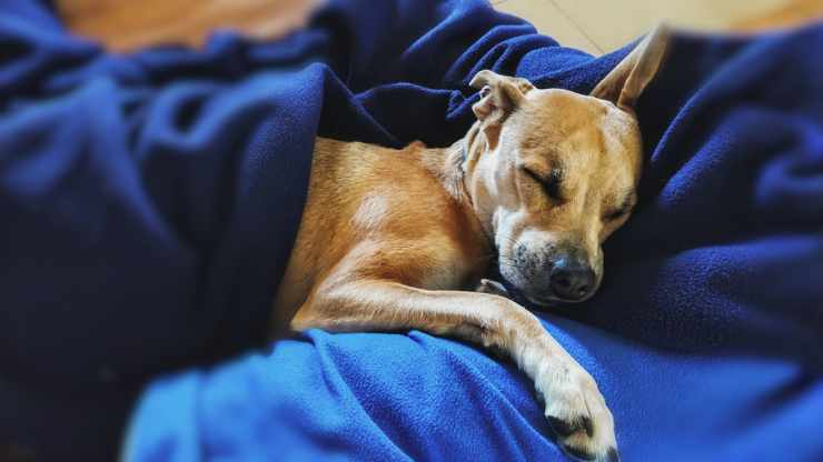 Il pitbull che dorme (Foto Pixabay)