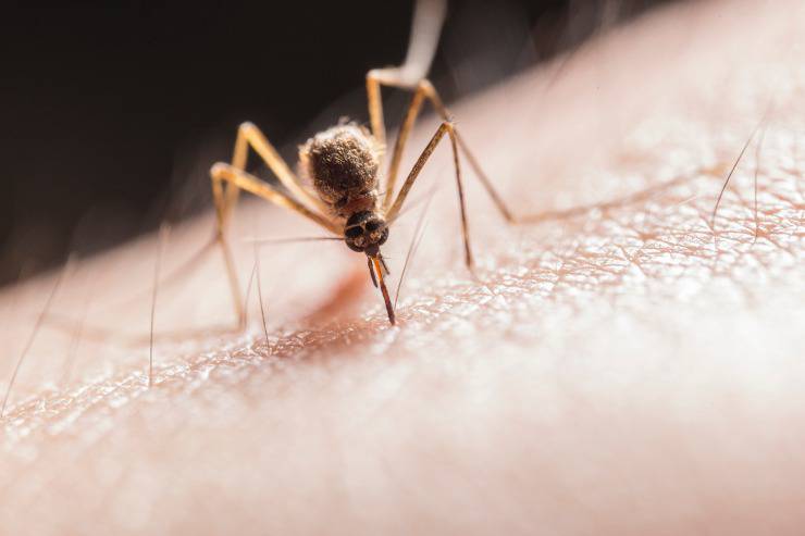 Perché i morsi di zanzara prudono così tanto