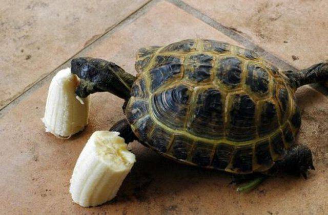 Cosa Fare Con Una Tartaruga Appena Nata