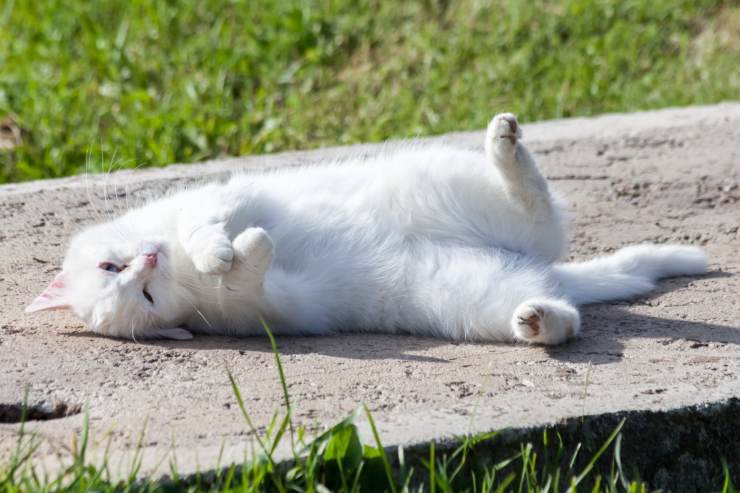 protezione solare gatto