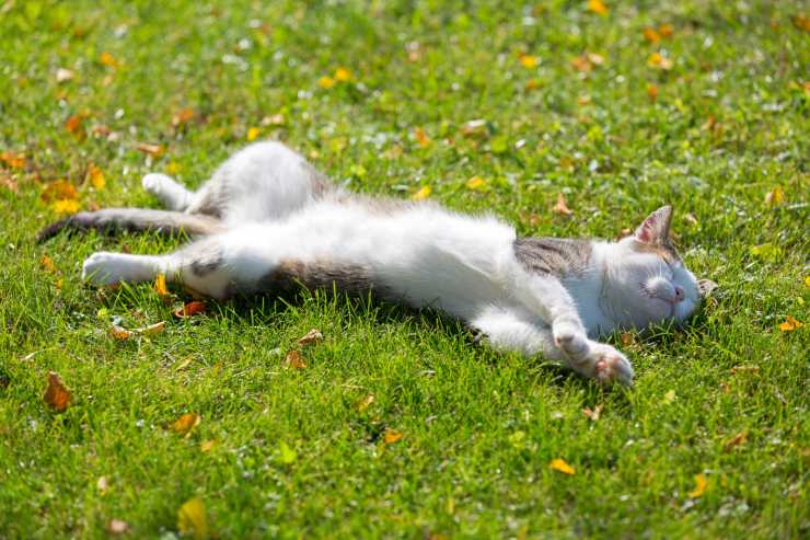 protezione solare gatto