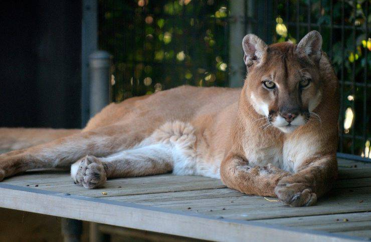 puma animale è pericoloso