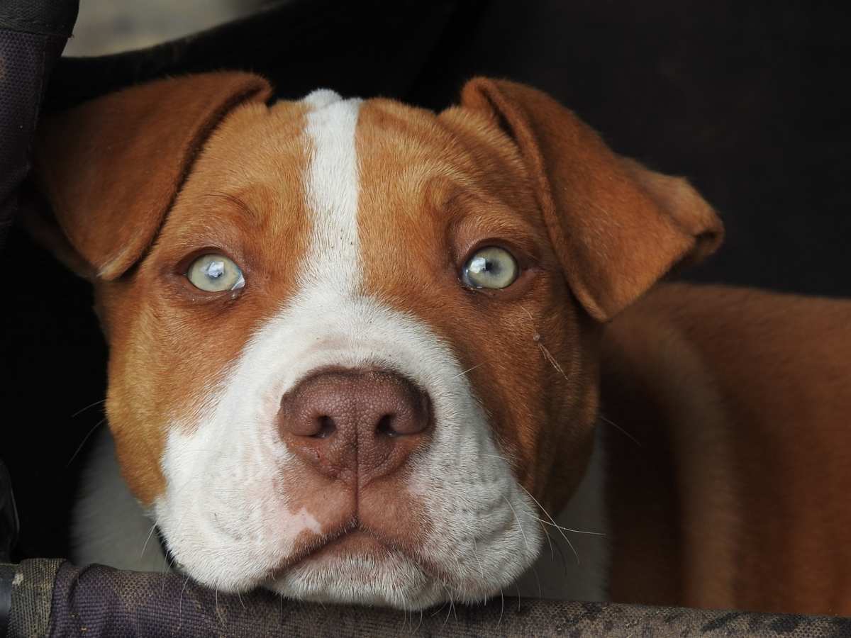 Parma Pitbull Rinchiuso In Una Cabina Dell Enel Salvato Dalla Polizia