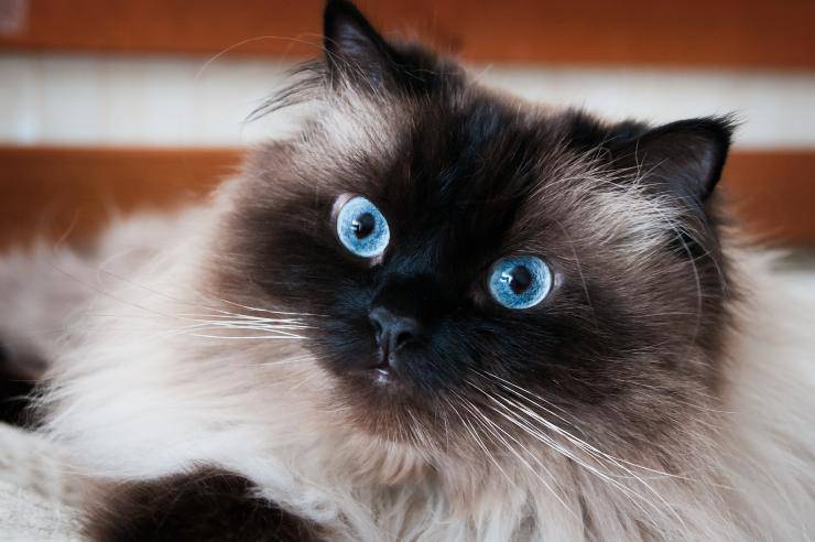 razze di gatto con gli occhi azzurri