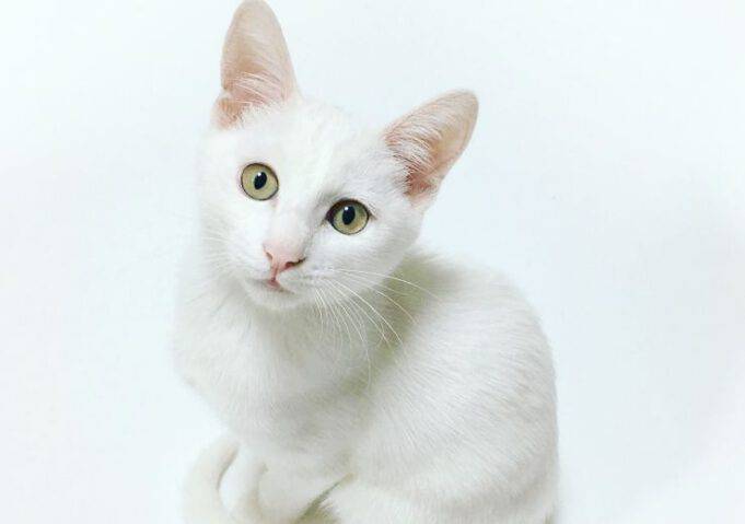 Perché Il Mio Gatto Mi Segue Ovunque