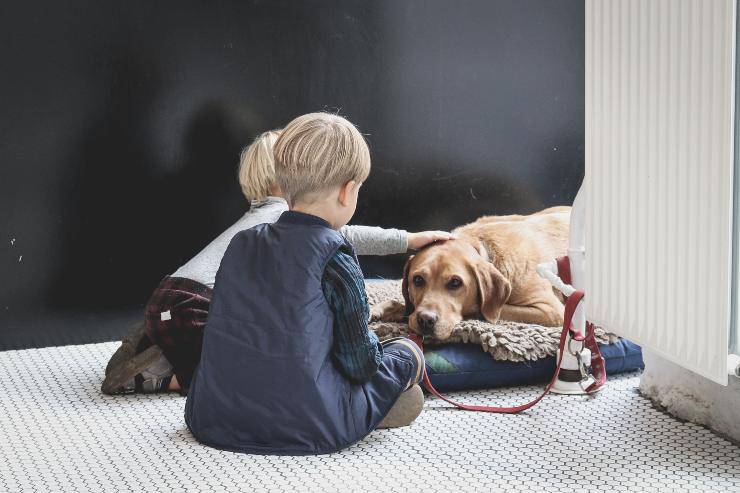 Accudire un cane sterilizzato