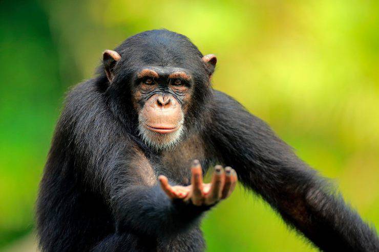 Fatti sullo scimpanzé