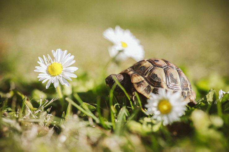 Antiparassitario su animali domestici