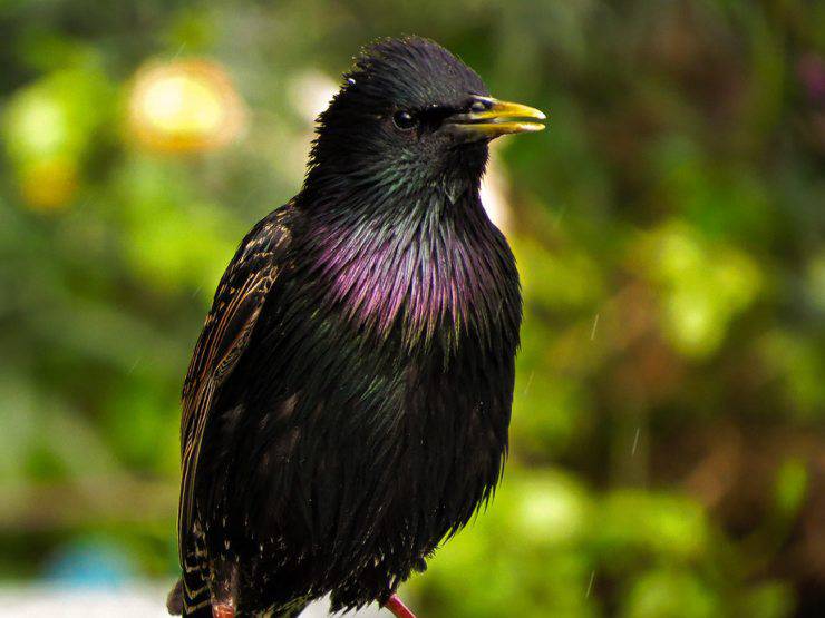 storno uccello parassita animali feroci