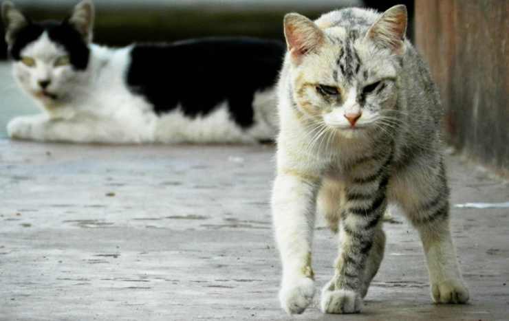 gatto malconcio (Foto Pixabay)