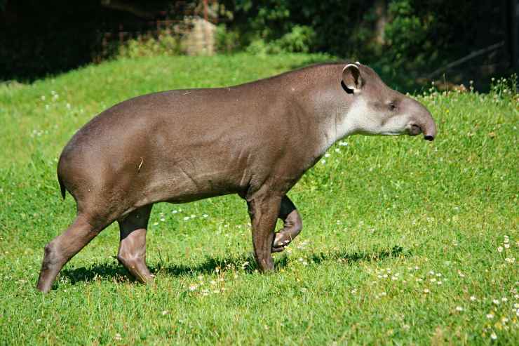 Tapiro