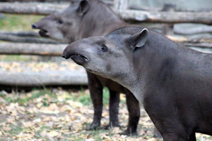 Tapiri