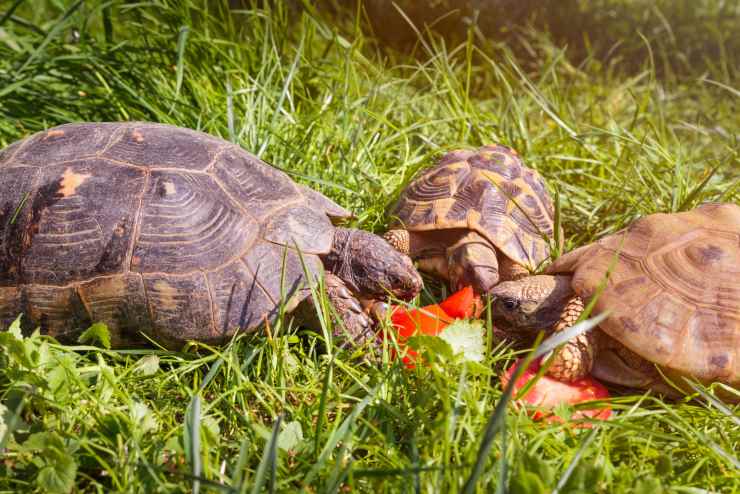 La tartaruga può mangiare pomodoro?