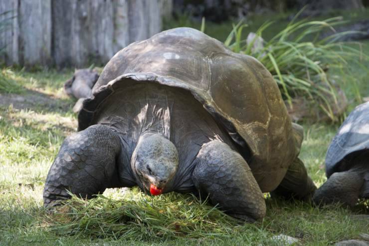 La tartaruga può mangiare pomodoro?
