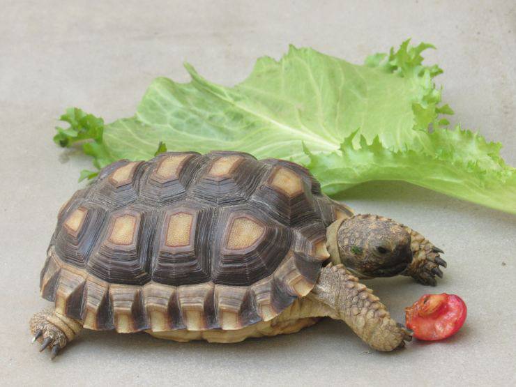 La tartaruga può mangiare pomodoro?