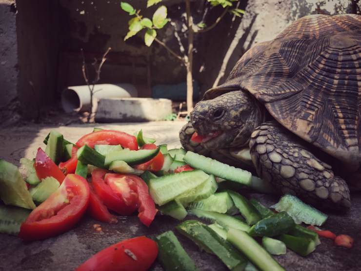 La tartaruga può mangiare pomodoro?