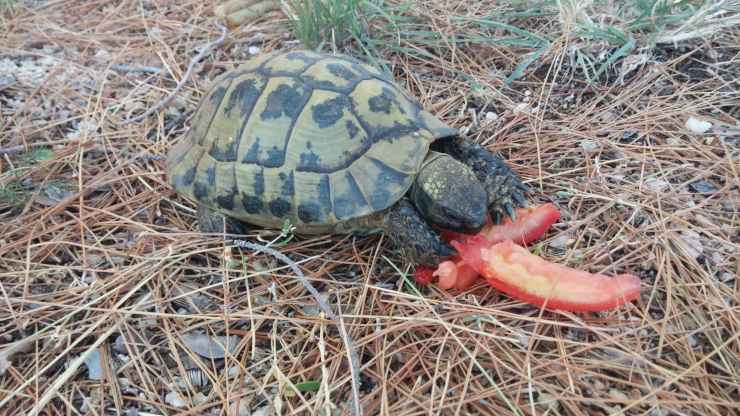 La tartaruga può mangiare pomodoro?