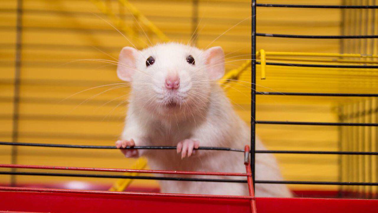 Curiosita Sul Topo Che Ogni Padrone O Futuro Padrone Deve Conoscere