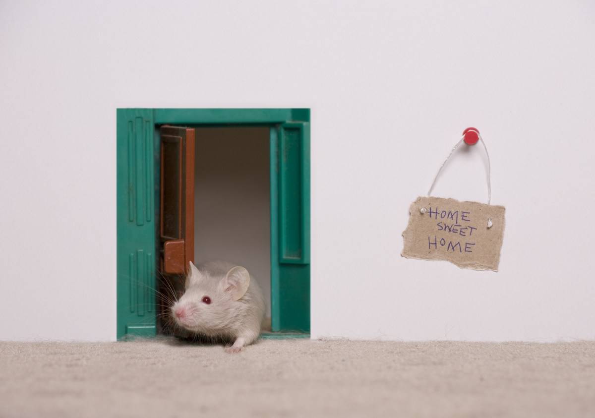 Come Prendere Un Topo Entrato In Casa
