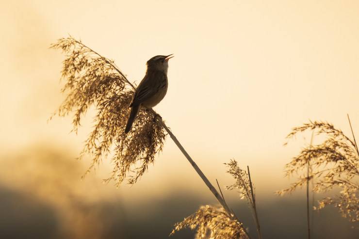 uccelli all'alba