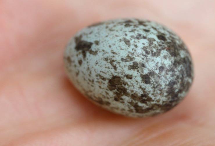 Uova di passero
