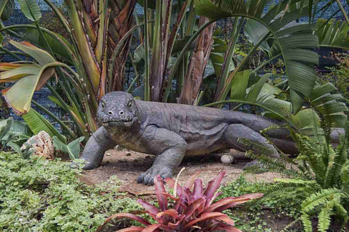 Il Varano le caratteristiche, l'habitat e l'alimentazione Il Varano le caratteristiche, l'habitat e l'alimentazione