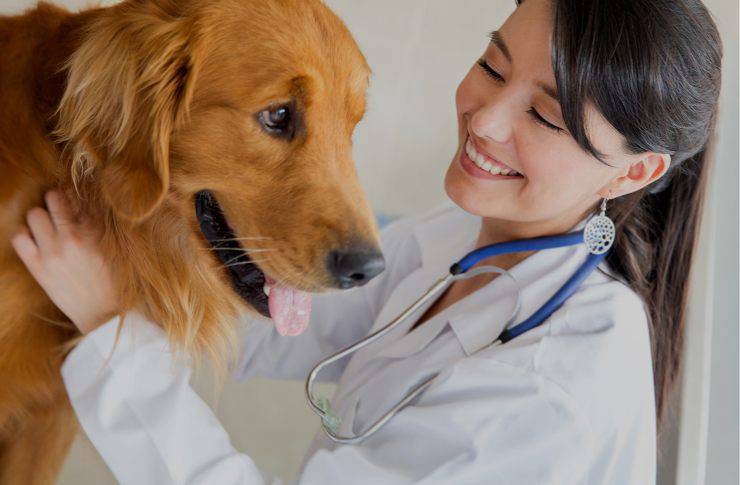 Prendere la temperatura al cane