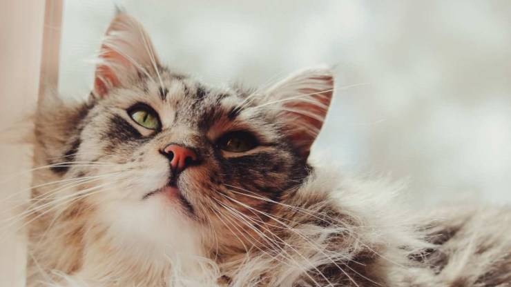 ragioni per adottare un gatto maine coon